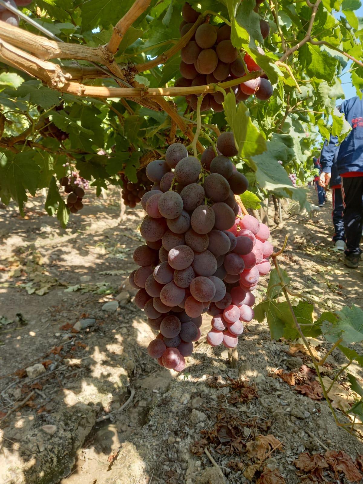 La Ruta del Vino en Tours a cascas desde Trujillo